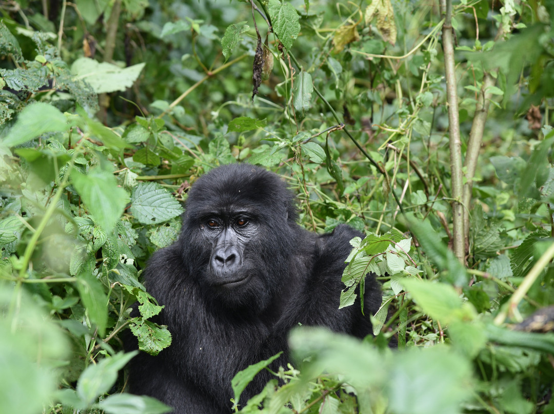 Golden Trekkers-Ruhengeri必去景点