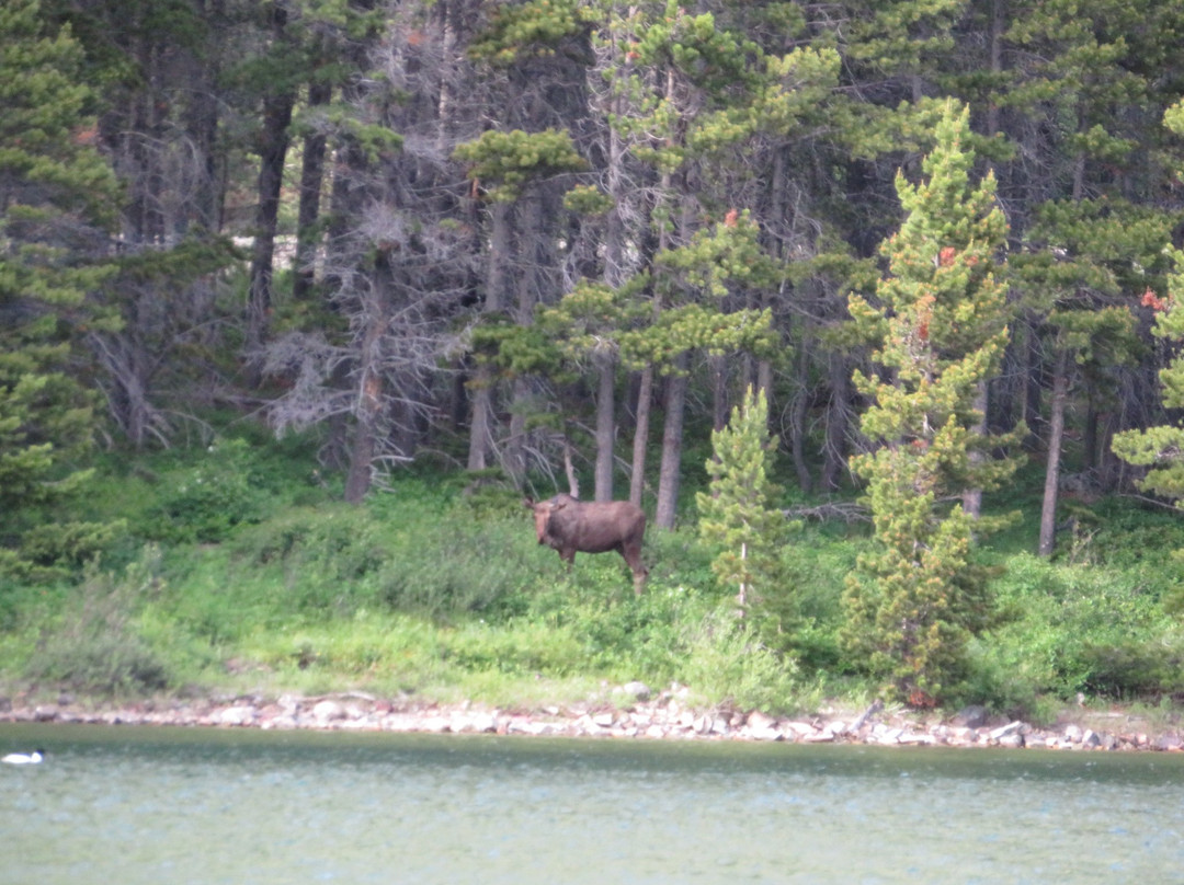 Swiftcurrent Falls-冰河国家公园必去景点