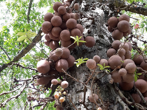 Aruna Tours Kandy-康提必去景点