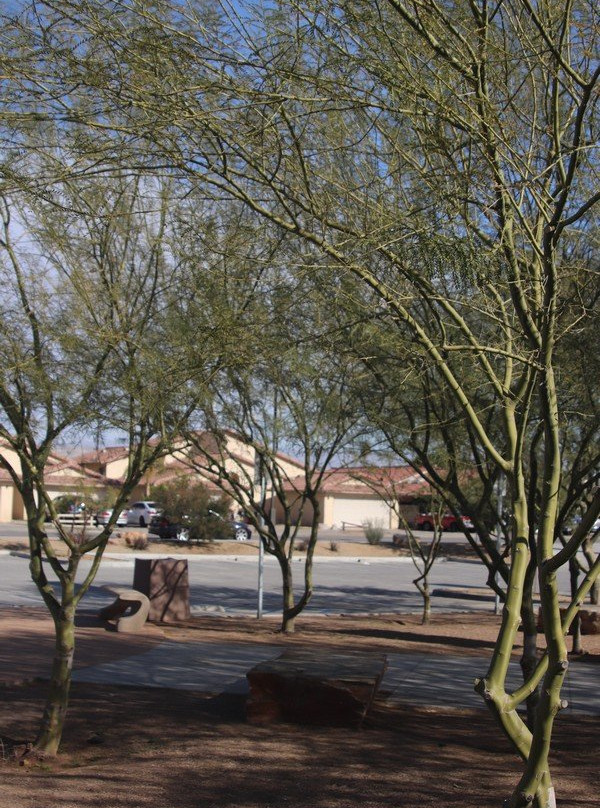 Ocotillo Park-大教堂城必去景点