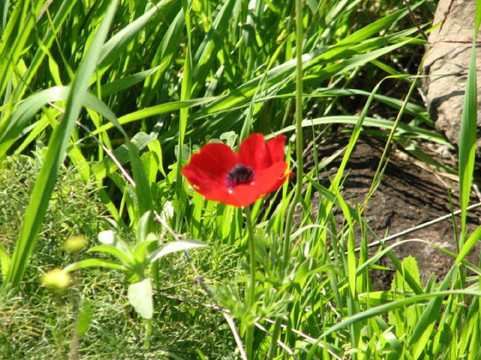 Gamla Farm-Ma'ale Gamla必去景点