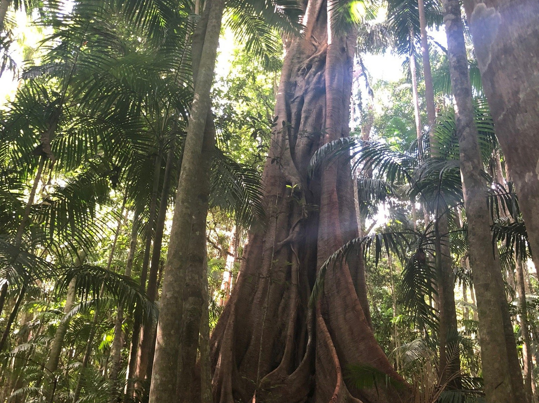 Witches Falls Walking Trail-丹百林山必去景点