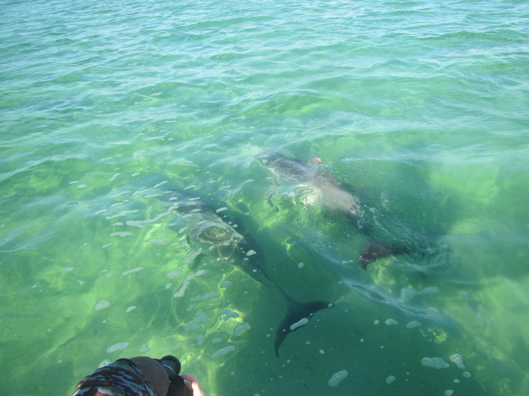 Bonefish Bradley Fishing Chartes-Andros必去景点