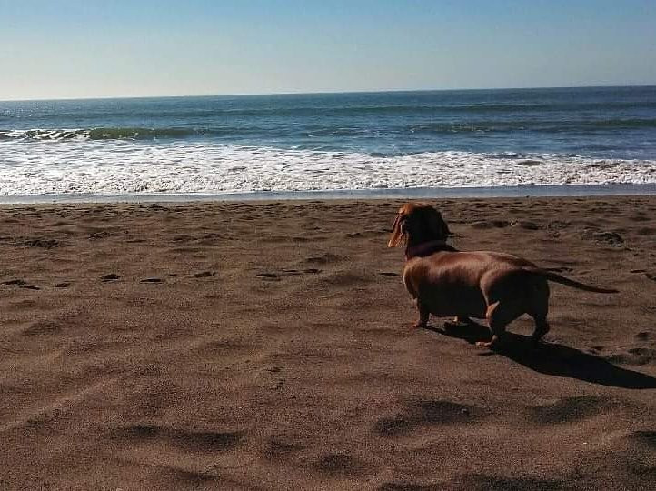 Muir Beach景点图片