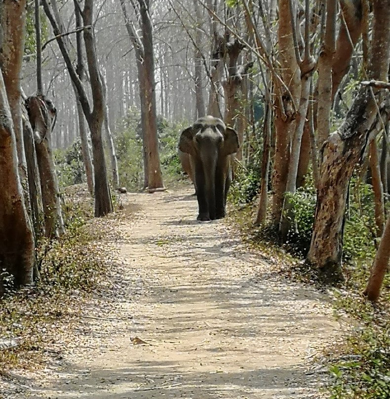Elephant Valley Thailand-清莱必去景点