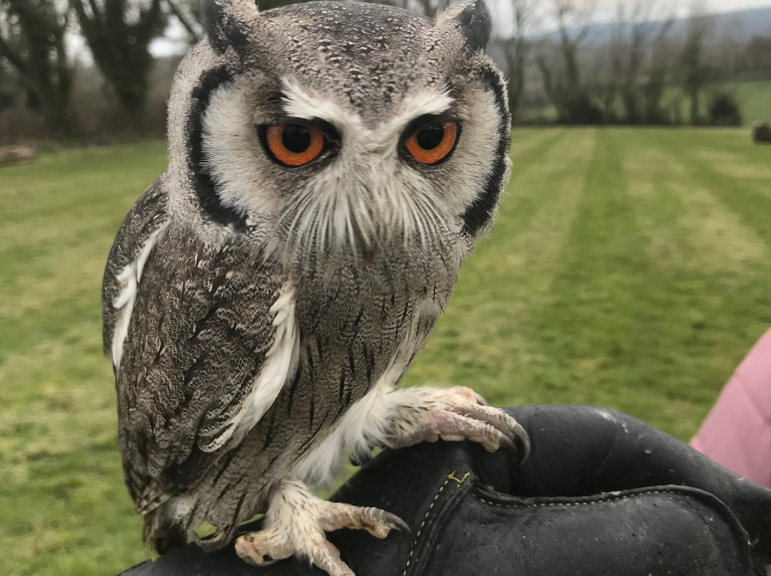 The Secret Owl Garden景点图片