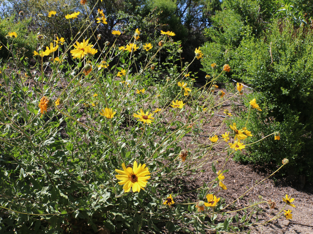San Joaquin Marsh Wildlife Sanctuary-尔湾必去景点