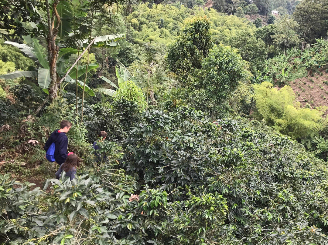 Las Acacias Coffee Farm-萨伦托必去景点