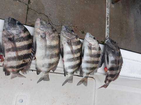 Myrtle Beach Sport Fishing-美特尔海滩必去景点