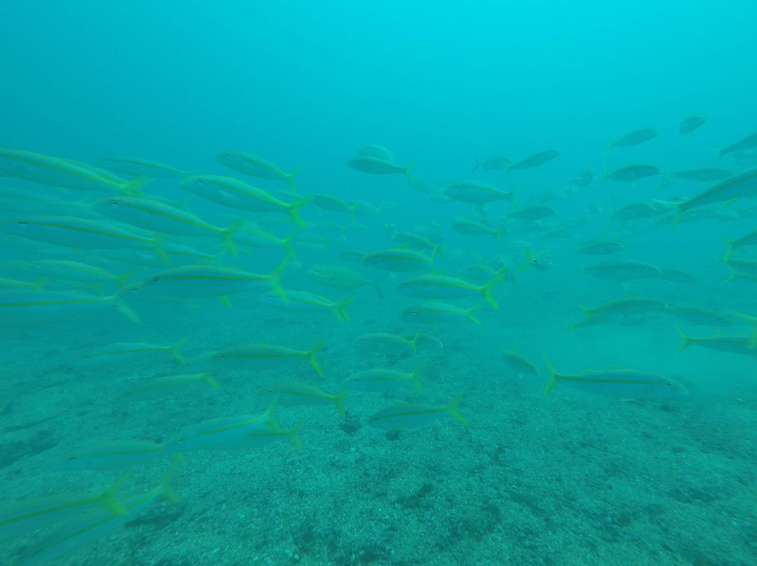 Scuba Diving Anfibios Huatulco景点图片