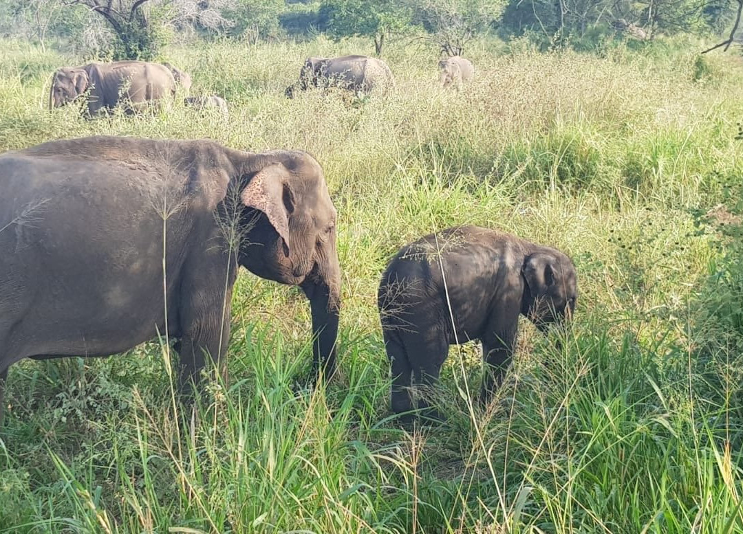 Minneriya Tusker Safaris景点图片