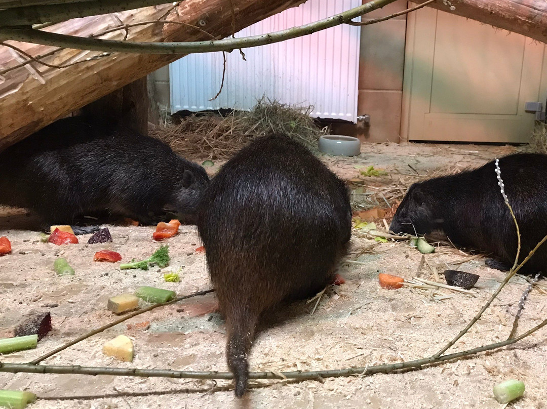 NaturZoo Rheine景点图片