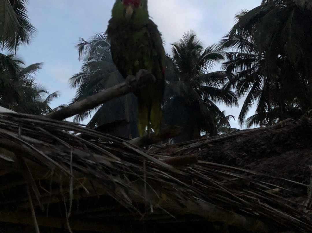 Isla Chichime-San Blas Islands必去景点