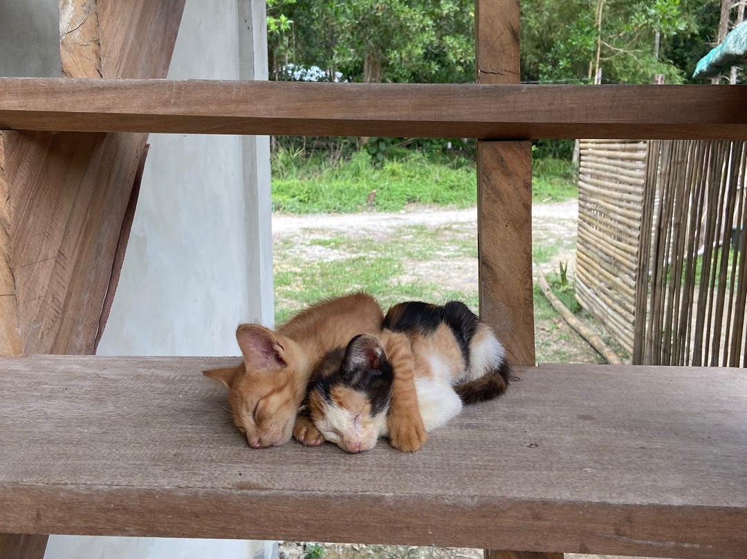 Back Trippers Inn主图