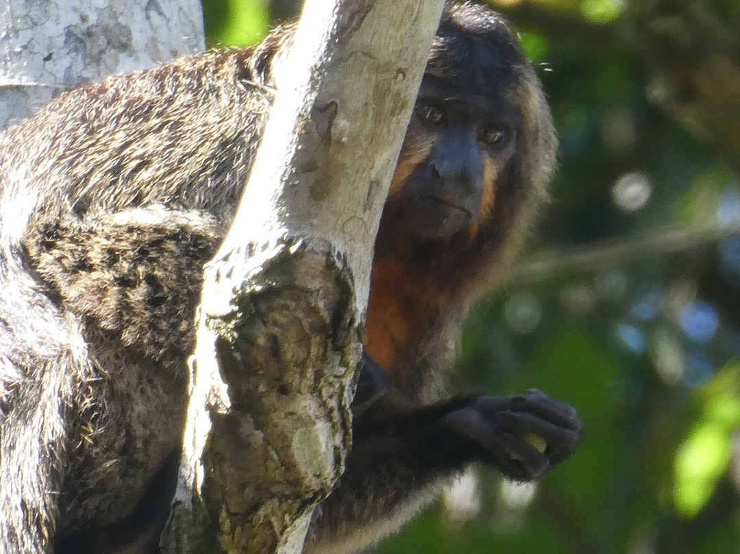 Brownsberg Nature Park-帕拉马里博必去景点