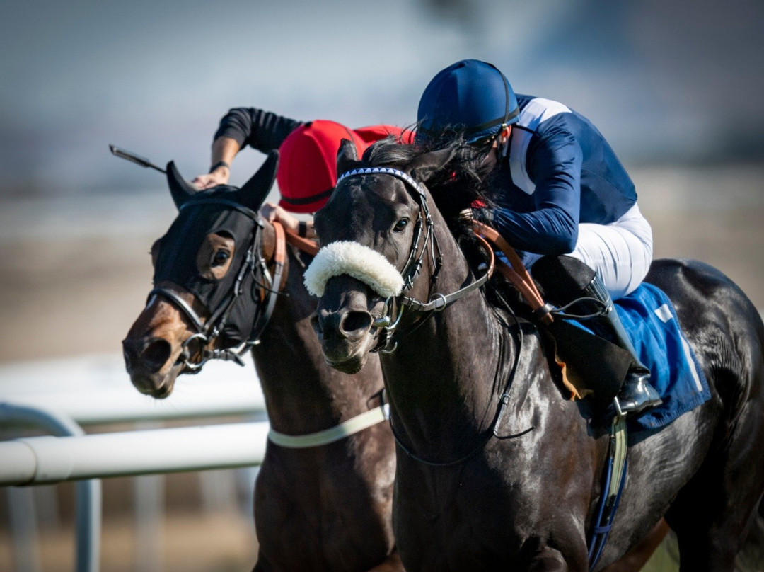 Rashid Equestrian & Horseracing Club-Riffa必去景点
