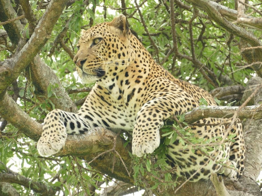 SAFARI KENYA CON ZENZERO - DAY TOURS-瓦塔木必去景点