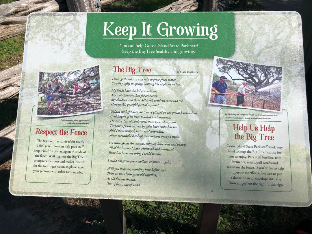 The Big Tree-罗克波特必去景点