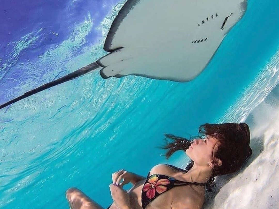 Stingray City-安提瓜必去景点