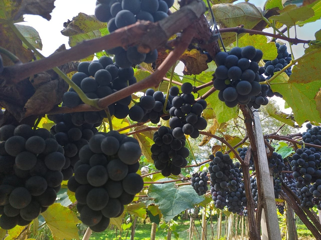 Casa de Pizzo-容迪亚伊必去景点