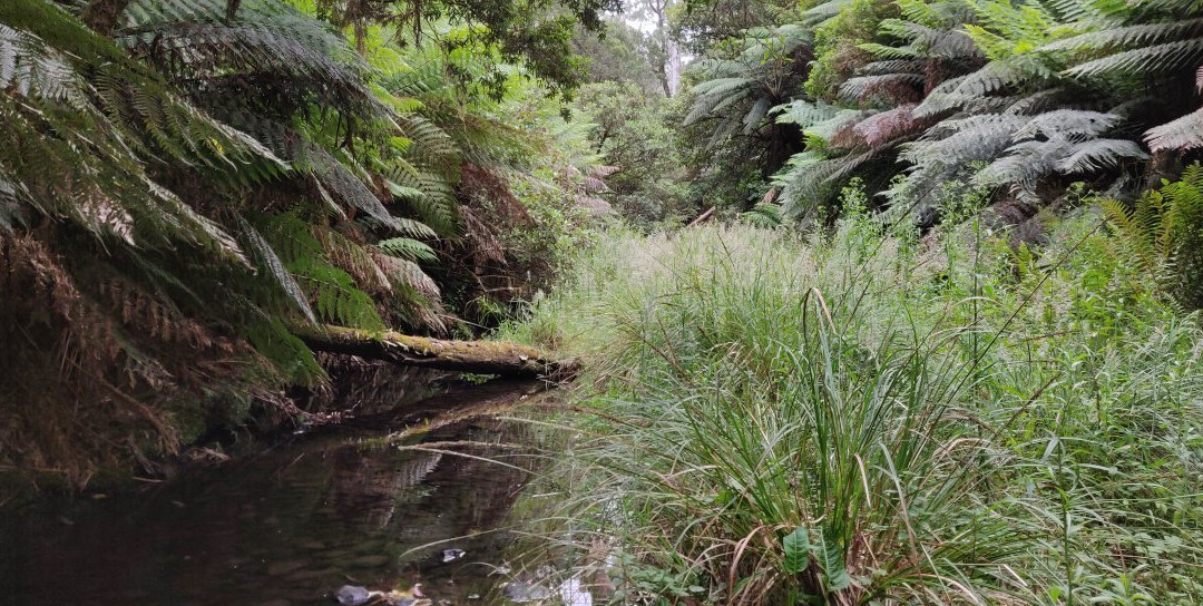 坎尼特河沿岸考拉步行道-坎尼特河必去景点