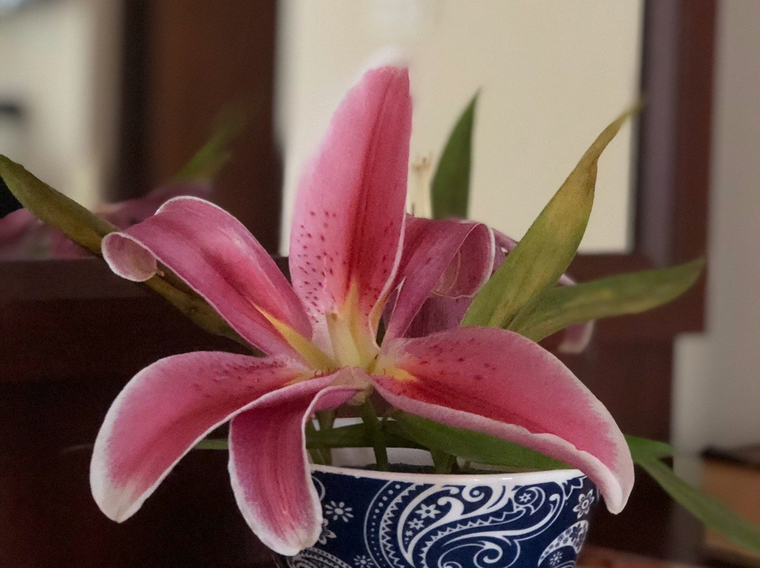 D'Hibiscus Guest House主图