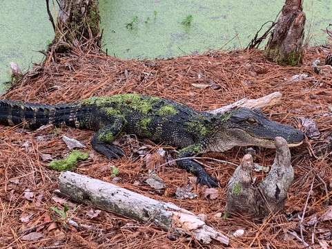 Audubon Swamp Garden, at Magnolia Plantation and Gardens-查尔斯顿必去景点