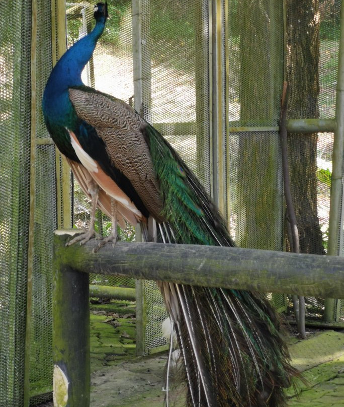 Labuan Bird Park-纳闽必去景点