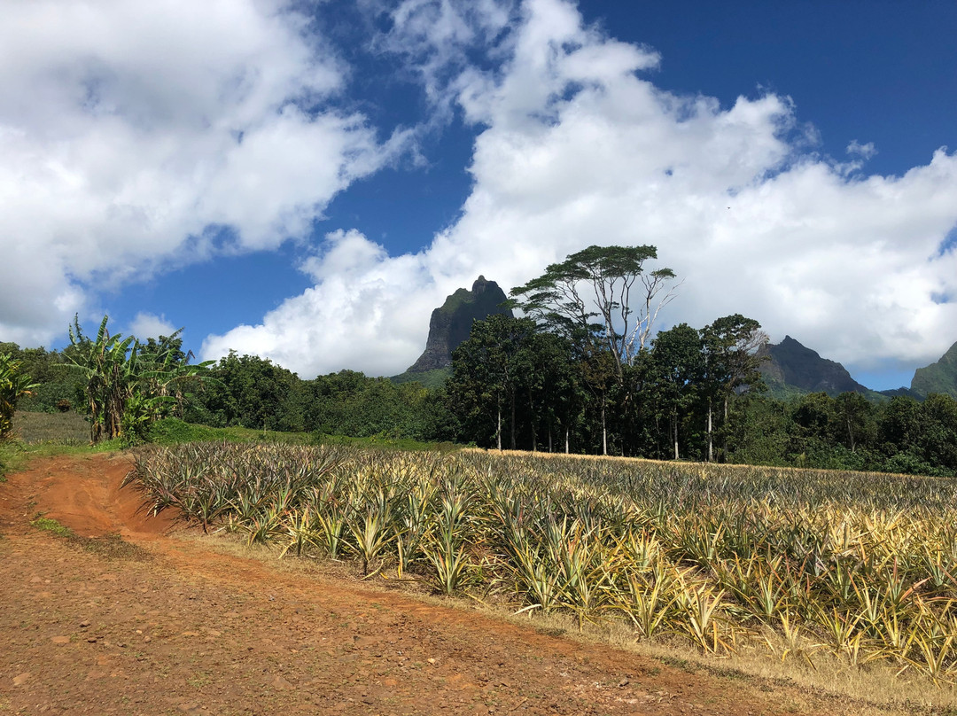 Route des Ananas-莫雷阿岛必去景点