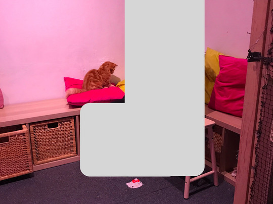 Catmosphere Cat Cafe-Surry Hills必去景点