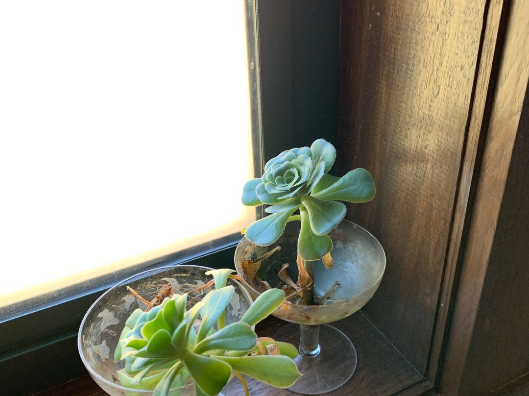 Iron Pot Bay Vineyard-Rowella必去景点