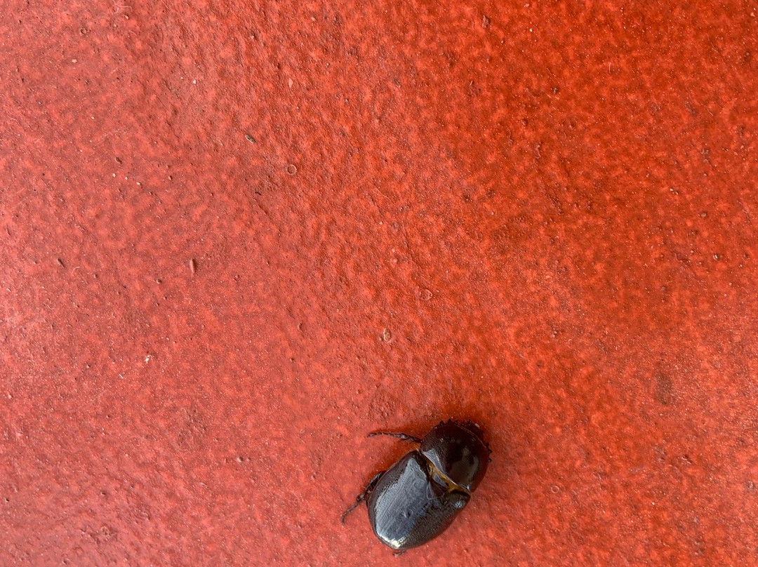 Hotel San Marcelo主图