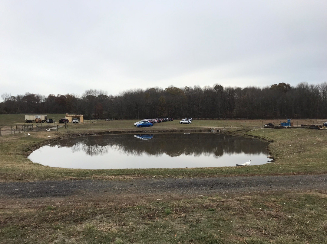 Hill Billy Hills Alpaca Farm-纽瓦克必去景点