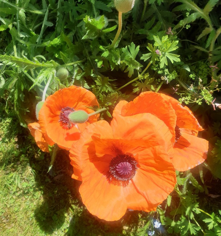 Gardens of Tieve Tara-马其顿山必去景点