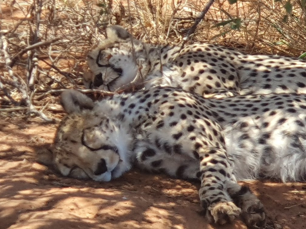 Cheetah Conservation Fund景点图片