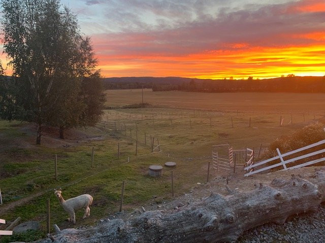 The Alpaca Farm-Aurskog-Holand Municipality必去景点