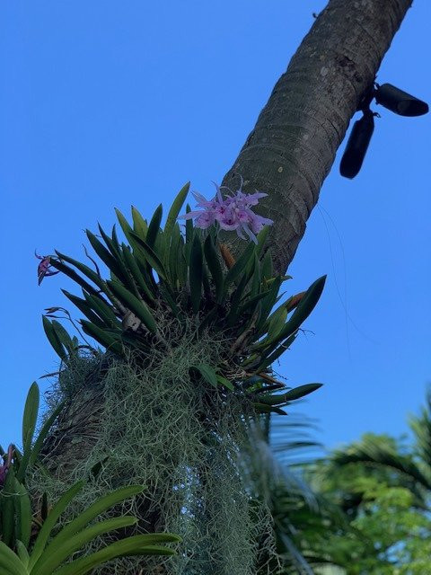 Audubon House & Tropical Gardens景点图片