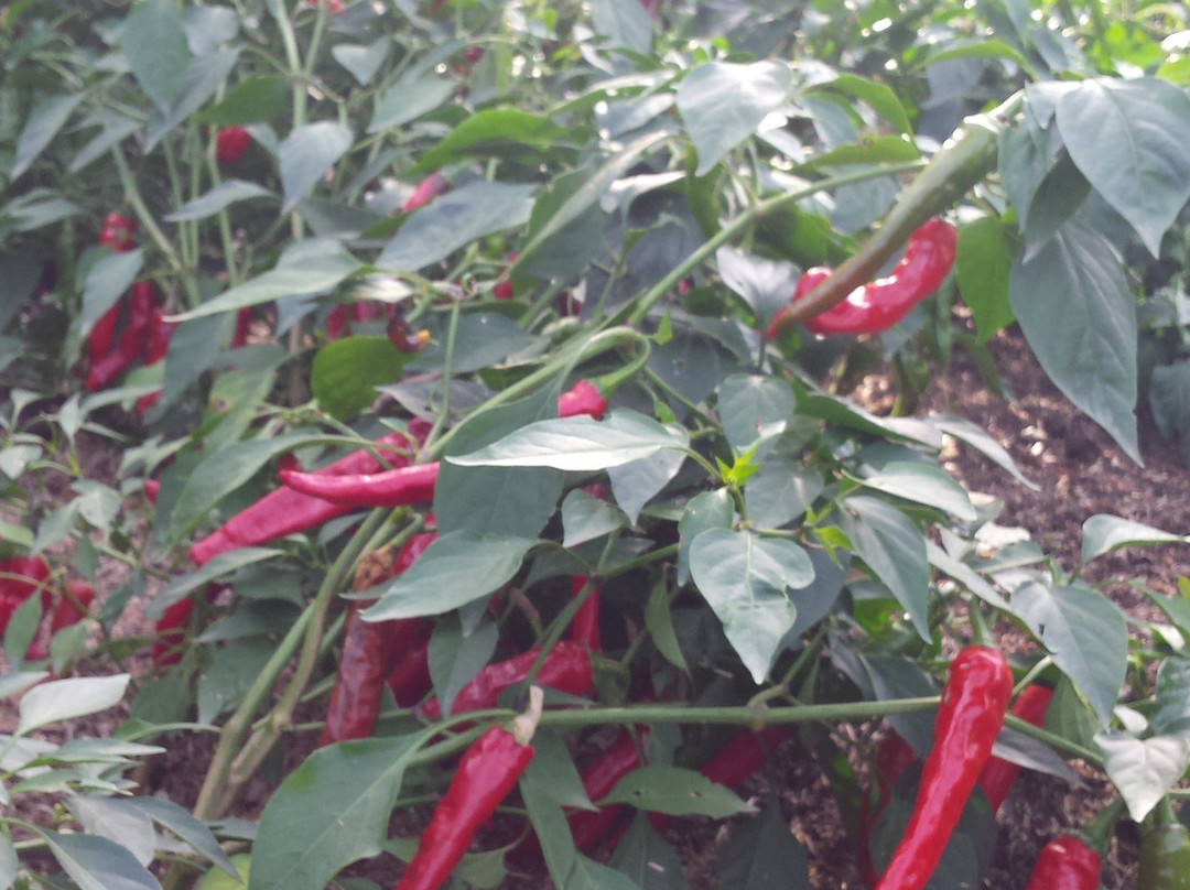 Camifolia Garden-Chemille必去景点