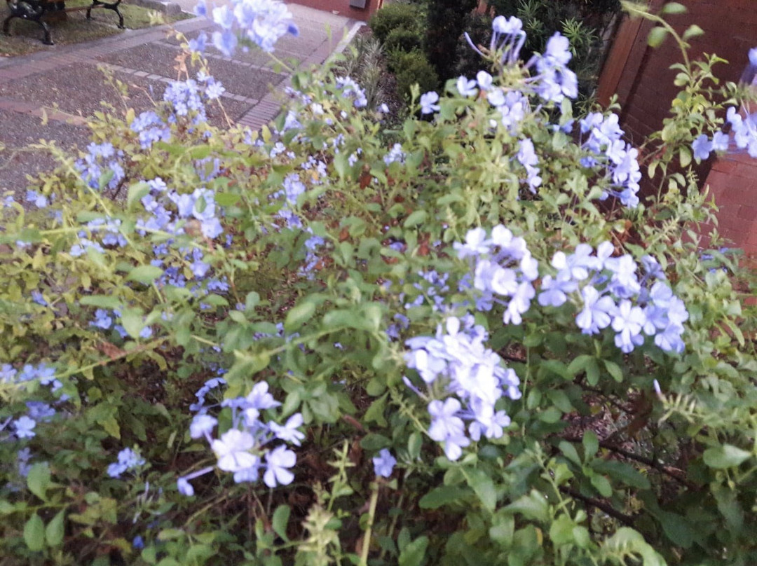 Amelia Island Welcome Center-费尔南迪纳岛必去景点