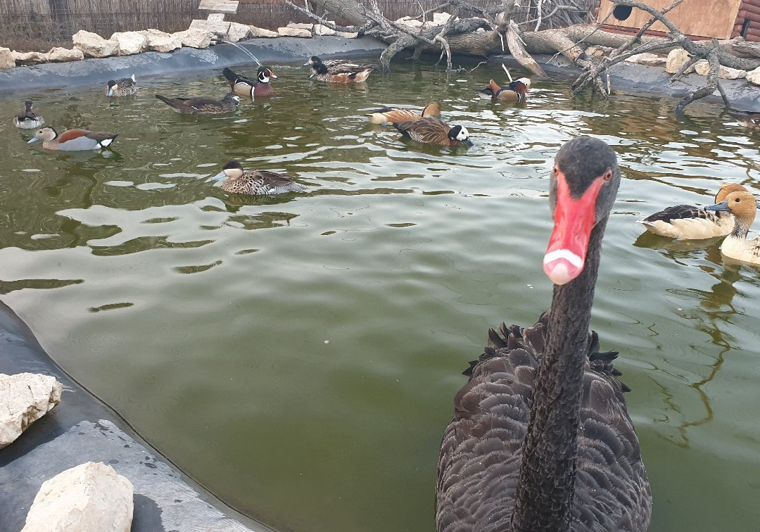 Zamolyi Madarkert景点图片