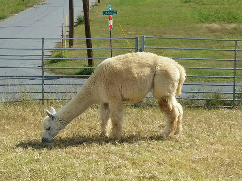 Heifer Village (Heifer International)-小石城必去景点