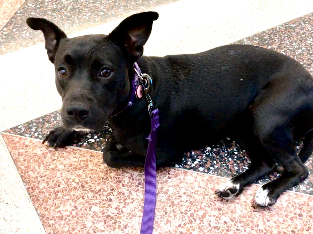 Yorktown Center-伦巴第必去景点