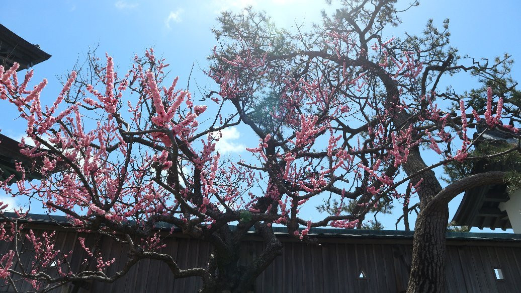 Matsumae Cherry Blossom Festival-松前町必去景点
