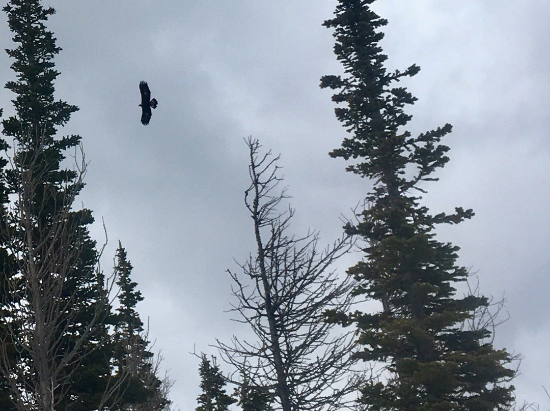 Castle Provincial Park