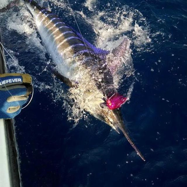 Carolina Style Sportfishing景点图片