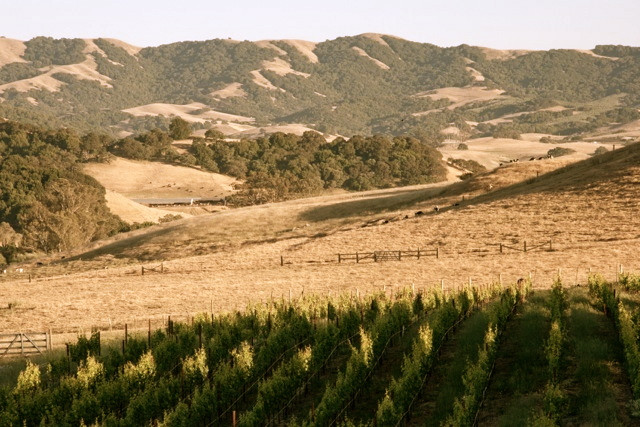 Azari Winery and Vineyard景点图片