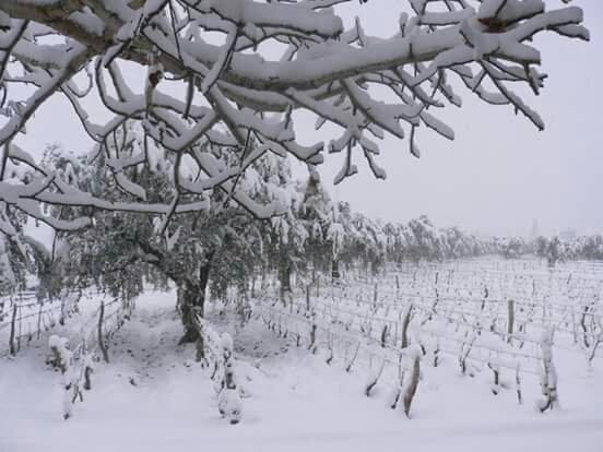 Bodega De Angeles Viña 1924-路冉得库约必去景点