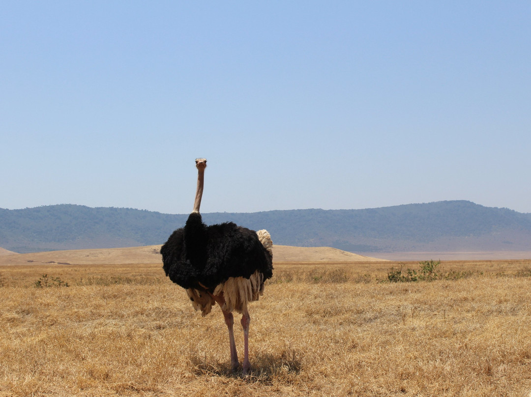 Uisso Adventures and Safari-莫西必去景点