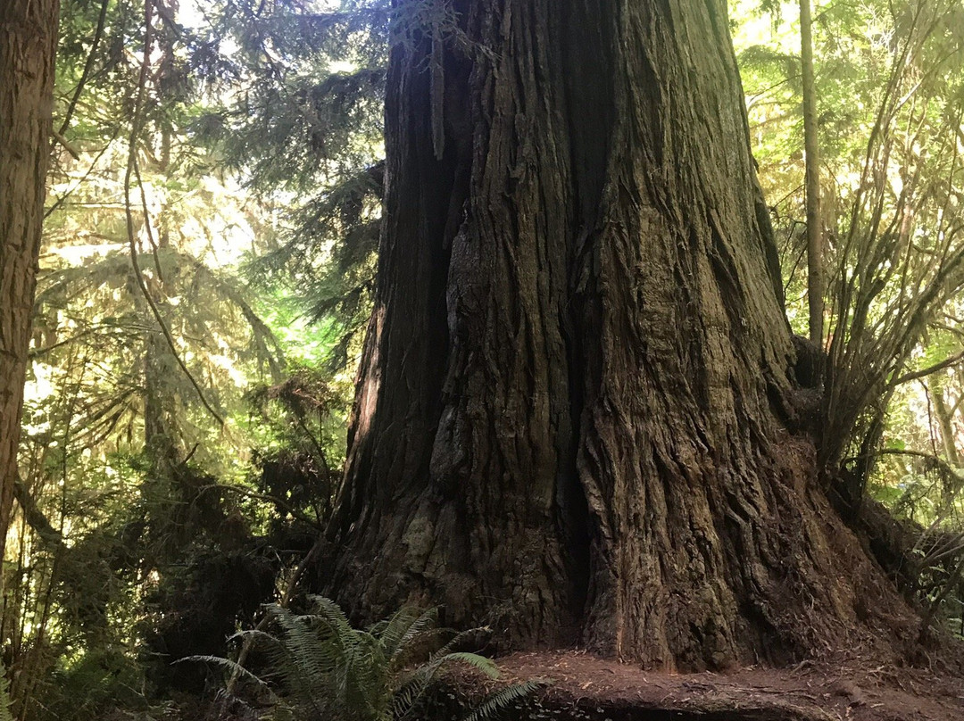 Big Tree景点图片