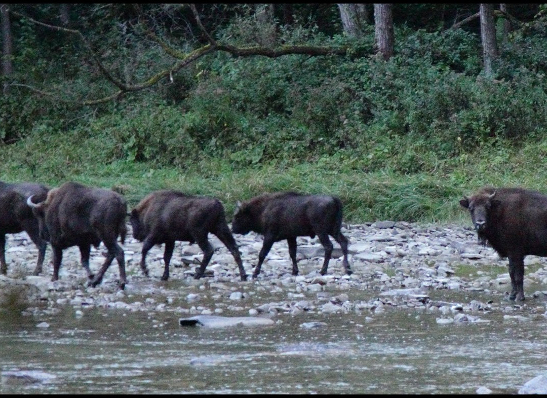 Wild Poland Wildlife Tours景点图片